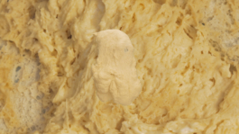 Lukas Malte Hoffmann