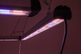 Lukas Malte Hoffmann