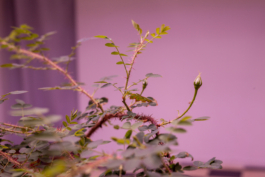 Lukas Malte Hoffmann