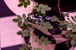 Lukas Malte Hoffmann