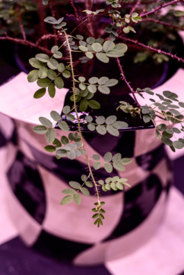 Lukas Malte Hoffmann