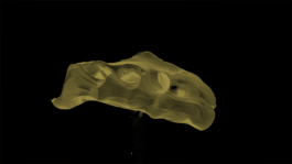 Lukas Malte Hoffmann