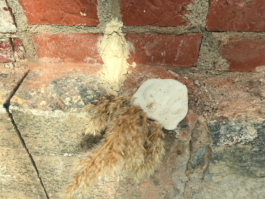 Lukas Malte Hoffmann